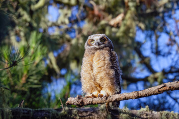 Baby owlets sitting in a tree. They are a couple months old and very fluffy. They are at the age they are learning to fly.