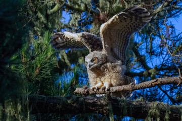 Baby owlets sitting in a tree flapping its wings. They are a couple months old and very fluffy. They are at the age they are learning to fly.
