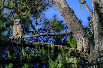 Baby owlets sitting in a tree looking at camera. They are a couple months old and very fluffy. They are at the age they are learning to fly.