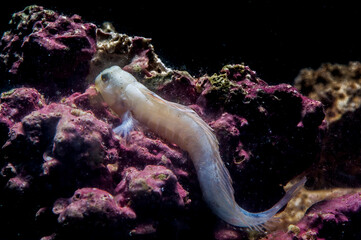 Sphinx Blenny (Aidablennius sphynx) Sardinia, Italy Mediterranean sea