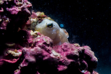 Obraz premium Sphinx Blenny (Aidablennius sphynx) Sardinia, Italy Mediterranean sea