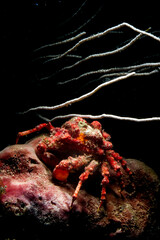 red masked crab (Lissa chiragra), camouflaged Alghero, Capo Caccia, Sardinia, Italy