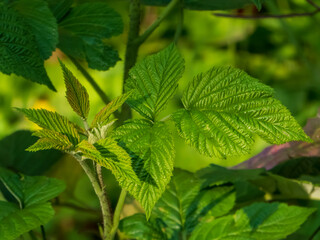 Vibrant Green Raspberry Leaves in Sunlight