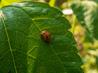 Close-Up of a Ladybug Pupa on Leaf
