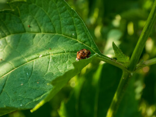 Insect Pupa Resting on a Green Leaf