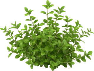 Lush green herb cluster against a black background.