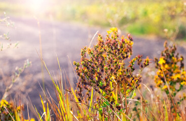 Sunbeams illuminate field grasses and flowers growing by a dirt road