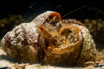 hermit crabs on a coral reef  (Clibanarius cuanensis) Mediterranean sea, Alghero, Sardinia, Italy