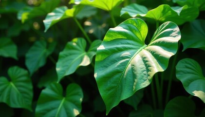 Giant colocasia leaves, dappled shade, lush growth, wild growing, flora