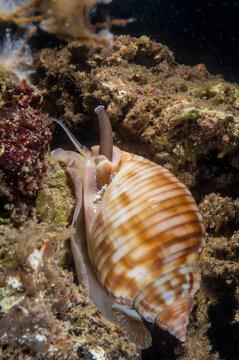 Cassis (Phalium granulatum) Mediterranean Bonnet Snail, Semicassis undulata. Alghero. Sardinia. Italy