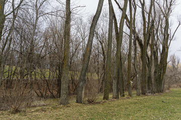 Leafless trees in a row on a grassy field under a gloomy cloudy sky. Ending winter season and early spring.