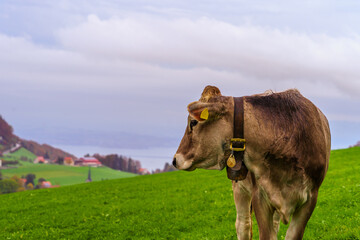 Cows, and Lake Constance, northeast Switzerland