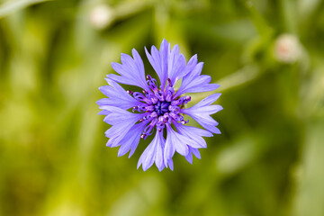 Top View of a Vibrant Purple Cornflower in Bloom