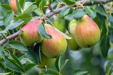 Ripening pears with a reddish blush and green leaves, hanging on a tree branch.