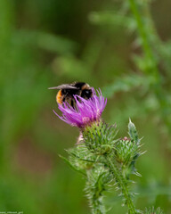bee on a flower