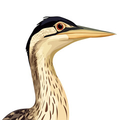 2D flat Bittern Close Up illustration vector, isolated on a white background.