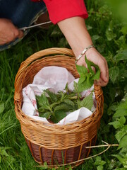 Person is picking herbs from a basket in a field