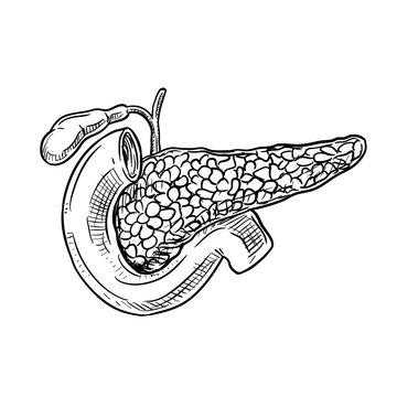 pancreas handdrawn illustration⁠
