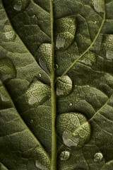 Macro Shot of a Wet Leaf with Water Droplets and Vein Details