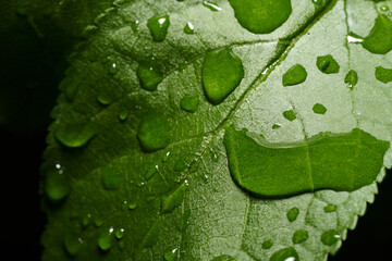 Close-Up of a Wet Leaf: Natural Texture and Rain Detail