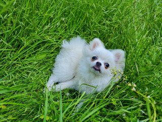 Fluffy white dog with big eyes lies on a bed of lush, green grass, looking up with a curious expression. The vibrant grass adds to the freshness and playful mood of the scene