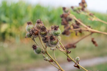 A cluster of dry prickly burdock heads on a plant among green leaves
