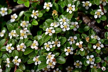 Blühende Teppich-Zwergmispel im Frühling