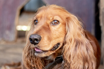 A focused portrait of a red cocker spaniel with long ears and an expressive gaze