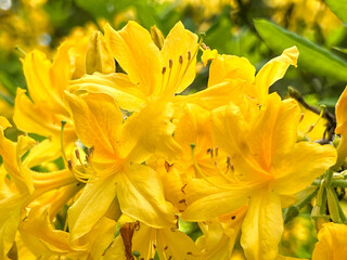 Obraz premium Yellow rhododendron, pontica azalea, herbaceous plant, yellow azalea - flowers close-up, in a park in Wroclaw in Poland.