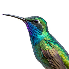 Obraz premium A close-up of a vibrant hummingbird with iridescent green and blue feathers. The bird has a long, slender beak and a striking appearance against a black background.