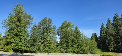 A scenic view of mixed coniferous and deciduous trees beneath a vibrant blue sky on a sunny day © Beh
