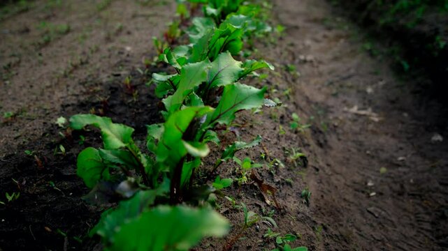 Row of red beetroots growing in sand rich soil while moving camera forward and above vegetable garden bed