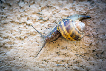 Above close up of a snail on textured beige concrete