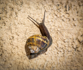 Above close up of a snail climbing up a textured beige wall in the sunlight