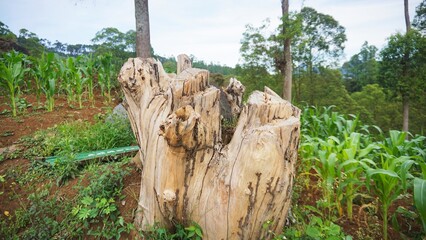 large tree stump with peeling bark in the forest