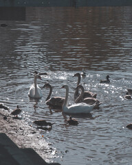 Fototapeta premium family of ducks