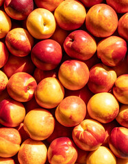 Nectarine still life photograph