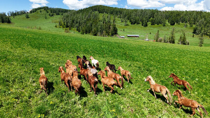 Cinematic aerial footage of a herd of wild horses grazing peacefully in a mountain meadow. Suddenly...