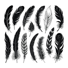 Obraz premium Hand-Drawn Feather Collection – Vintage Black and White Engraved Style Bird Feather Vector Set