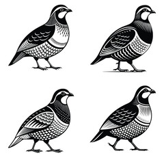 Vintage Engraved Quail Bird Set &ndash; Black and White Vector Illustration in Traditional Wildlife Style