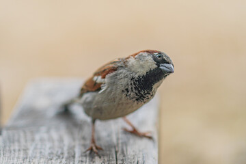 A small sparrow, brown and black with hints of lighter colors, perched on a wooden surface in an...