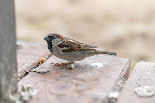 A sparrow perched on a weathered wooden ledge in an outdoor setting, under soft daytime lighting