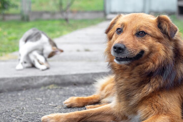 Red-haired dog lies in the foreground, while a cat in the background washes itself on a concrete path, against a blurred fence and grass