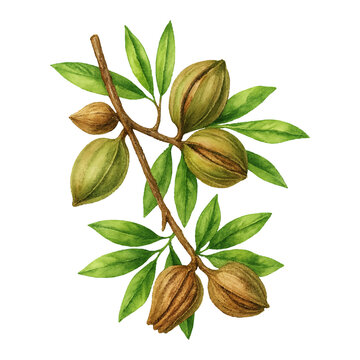 Pecan nuts with Leaves Isolated on White Background- Watercolour Art