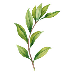 Hand Painted Leaves Isolated on White Background- Watercolour Art