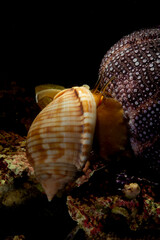 Cassis (Phalium granulatum) Mediterranean Bonnet Snail, Semicassis undulata preying on a sea urchin. Alghero. Sardinia. Italy