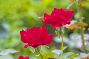Vibrant red roses with water droplets on petals against a blurred green background