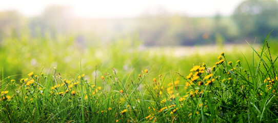 Green meadow with numerous bright yellow flowers, illuminated by soft diffused light