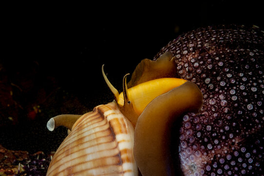 Cassis (Phalium granulatum) Mediterranean Bonnet Snail, Semicassis undulata preying on a sea urchin. Alghero. Sardinia. Italy