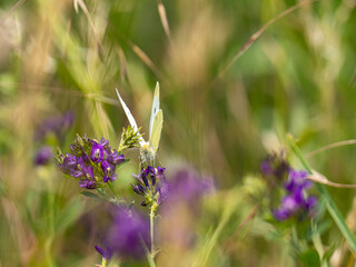 Zitronfalter in der Wiese 